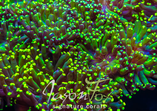 Euphyllia divisa