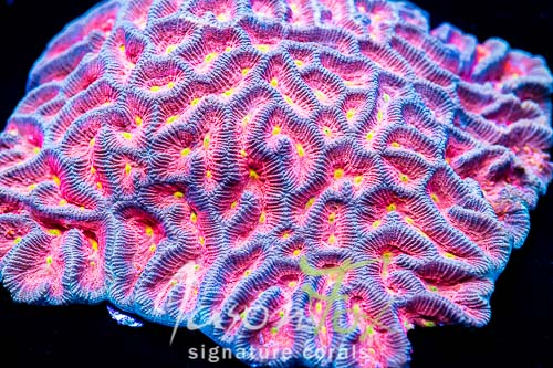 Goniastrea edwardsi