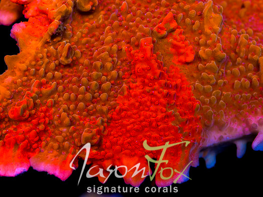 Montipora setosa