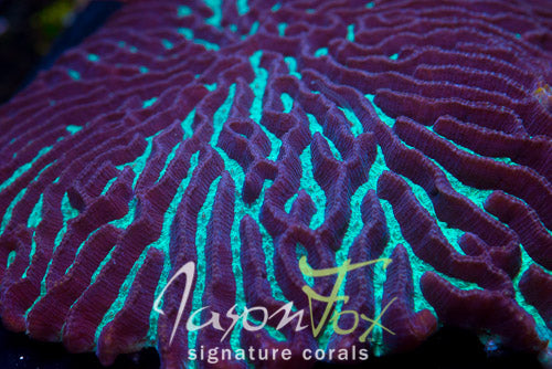 Trachyphyllia