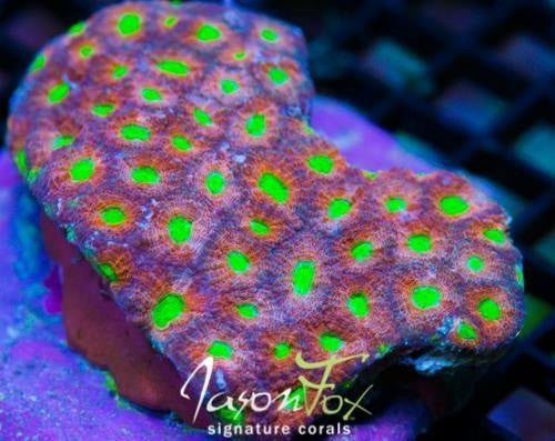 Acanthastrea echinata