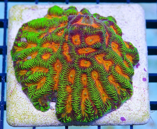 Goniastrea edwardsi