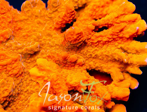 Montipora setosa