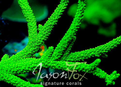 Acropora yongei