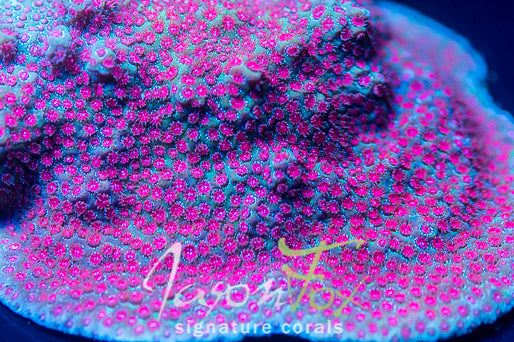 Porites cylindrica