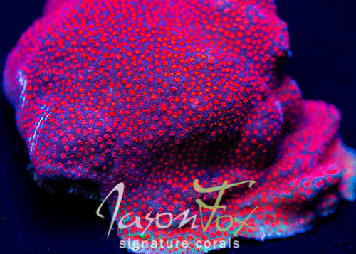 Porites cylindrica