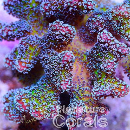 Stylophora pistillata