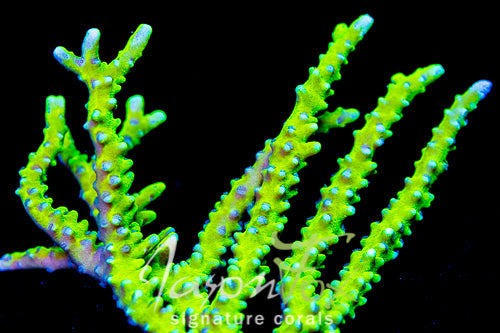 Anacropora