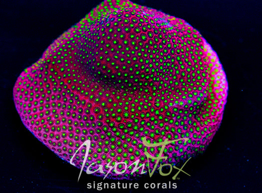 Stylocoeniella