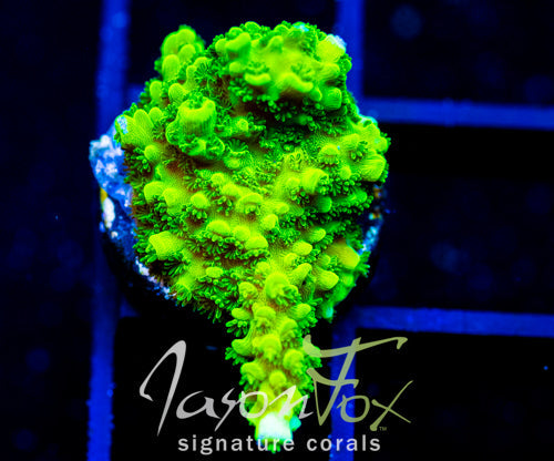 Acropora yongei