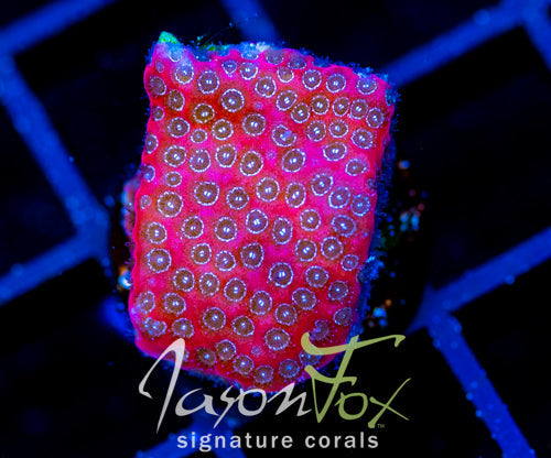 Porites cylindrica
