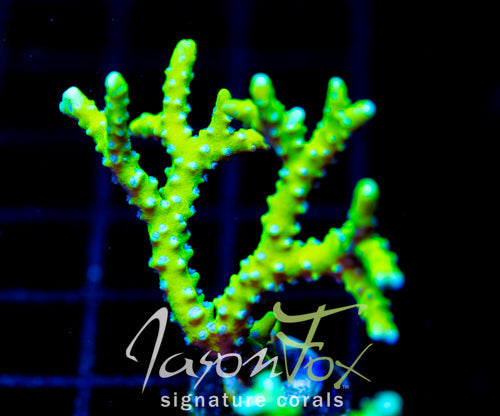 Anacropora