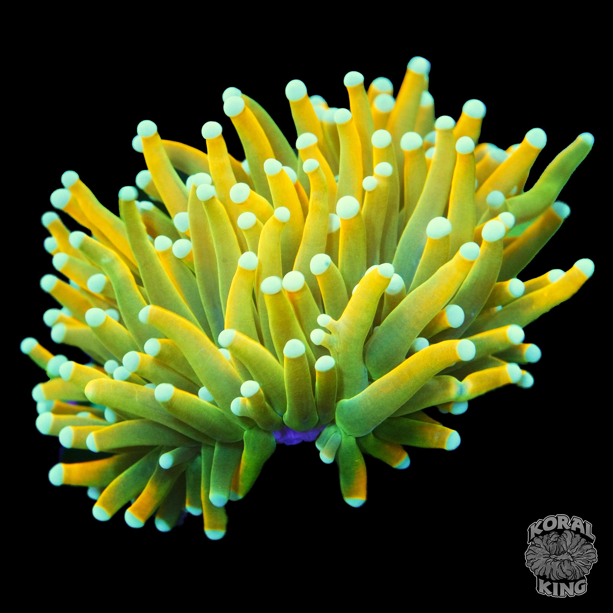 Euphyllia glabrescens