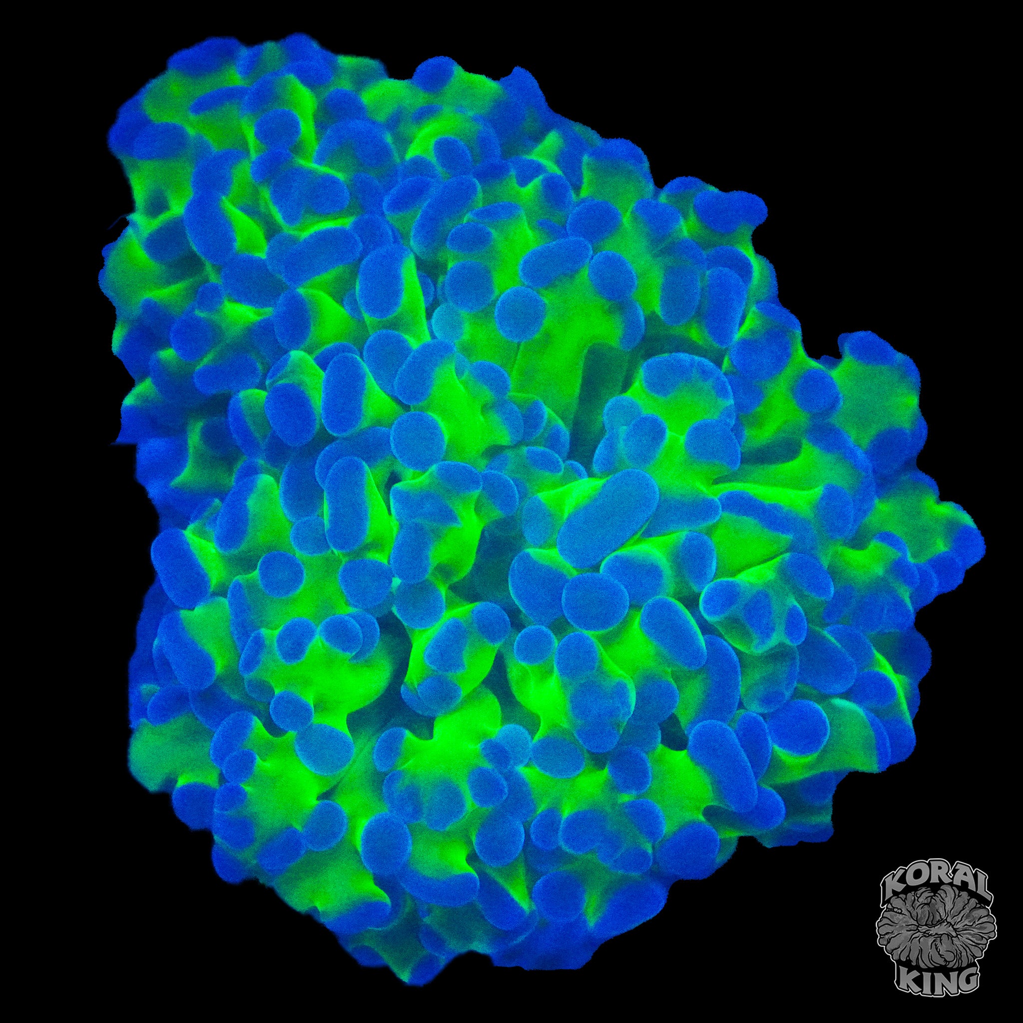 Euphyllia divisa