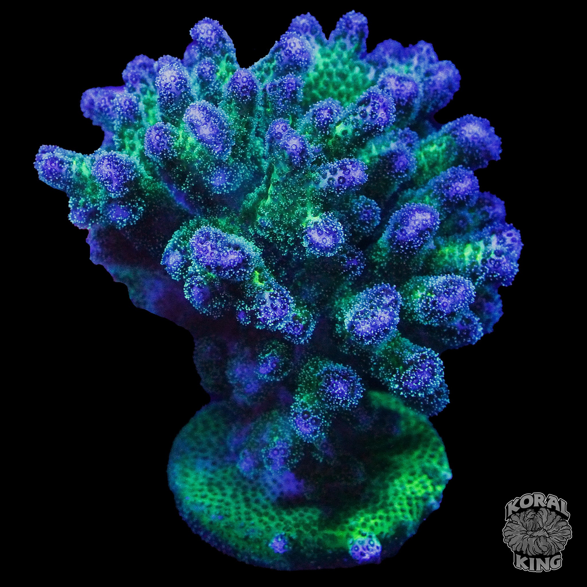 Seriatopora hystrix