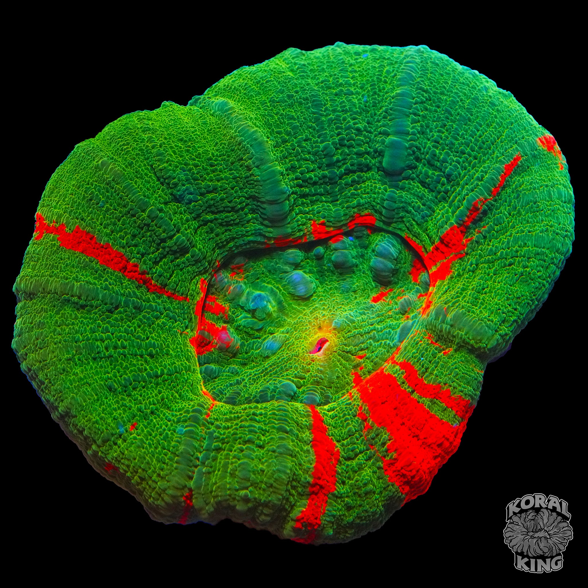 Homophyllia australis