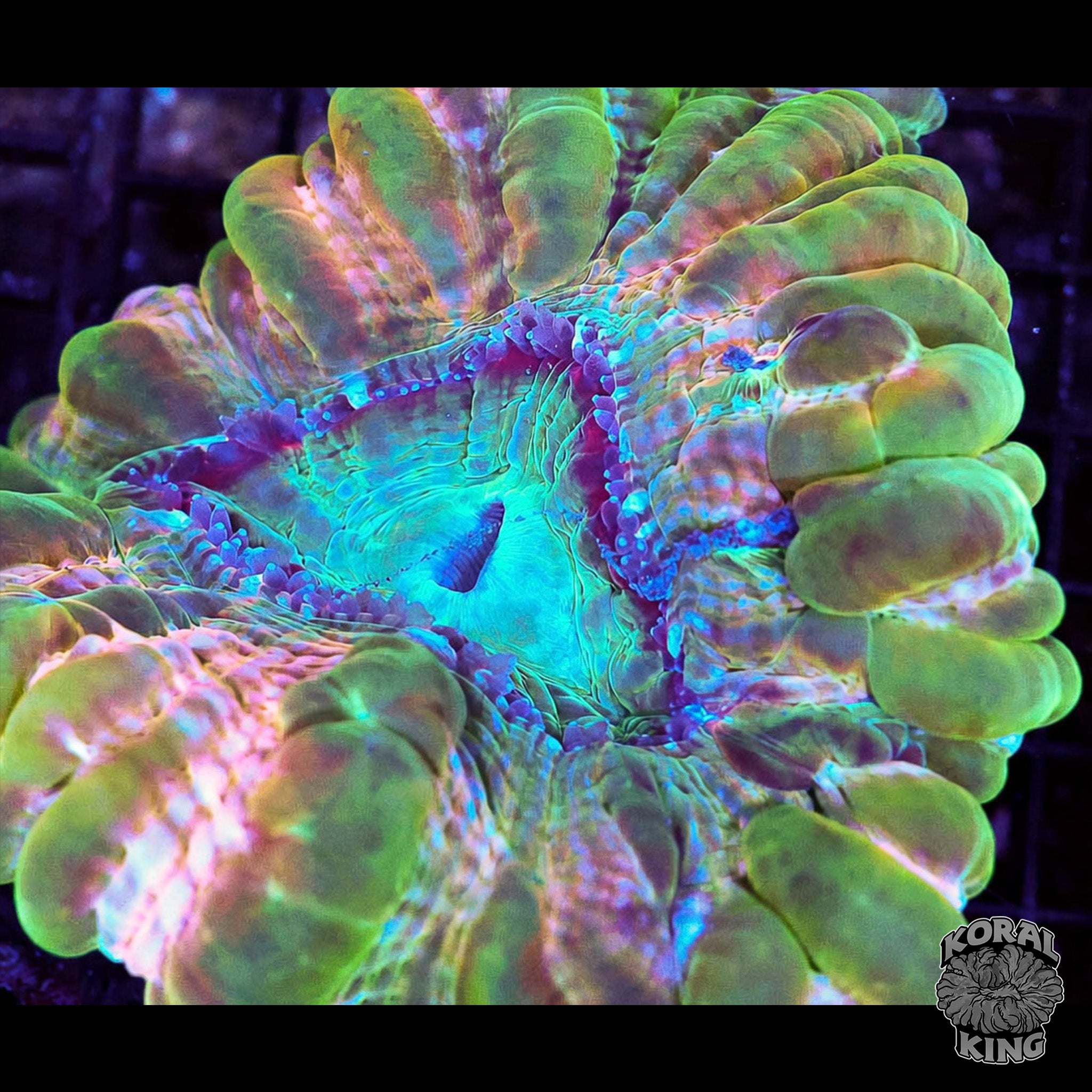 Chromatic Cynarina