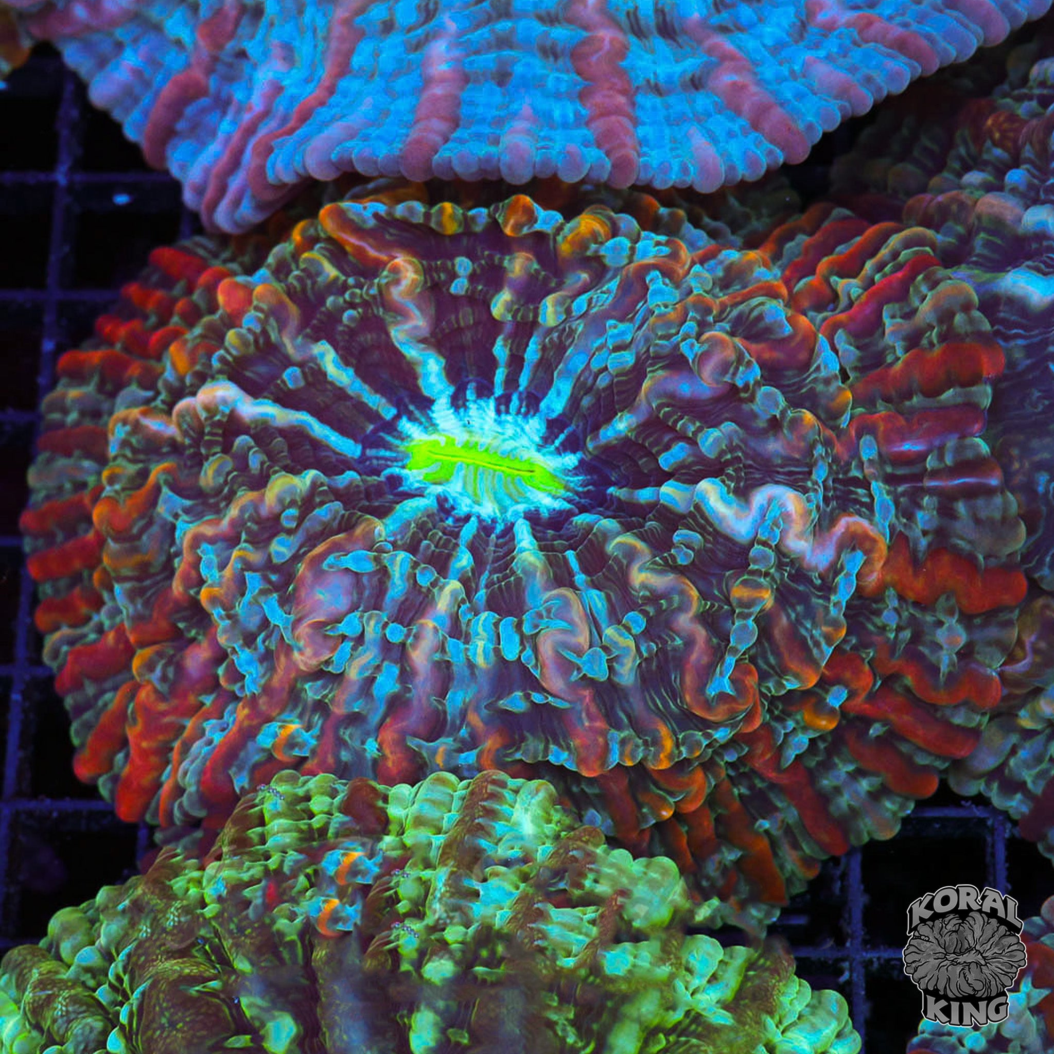 Dan's Beard Indophyllia