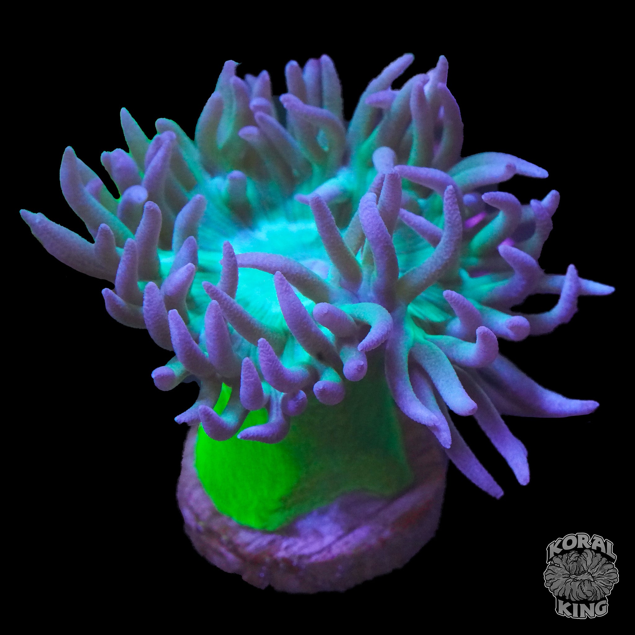 Duncanopsammia axifuga