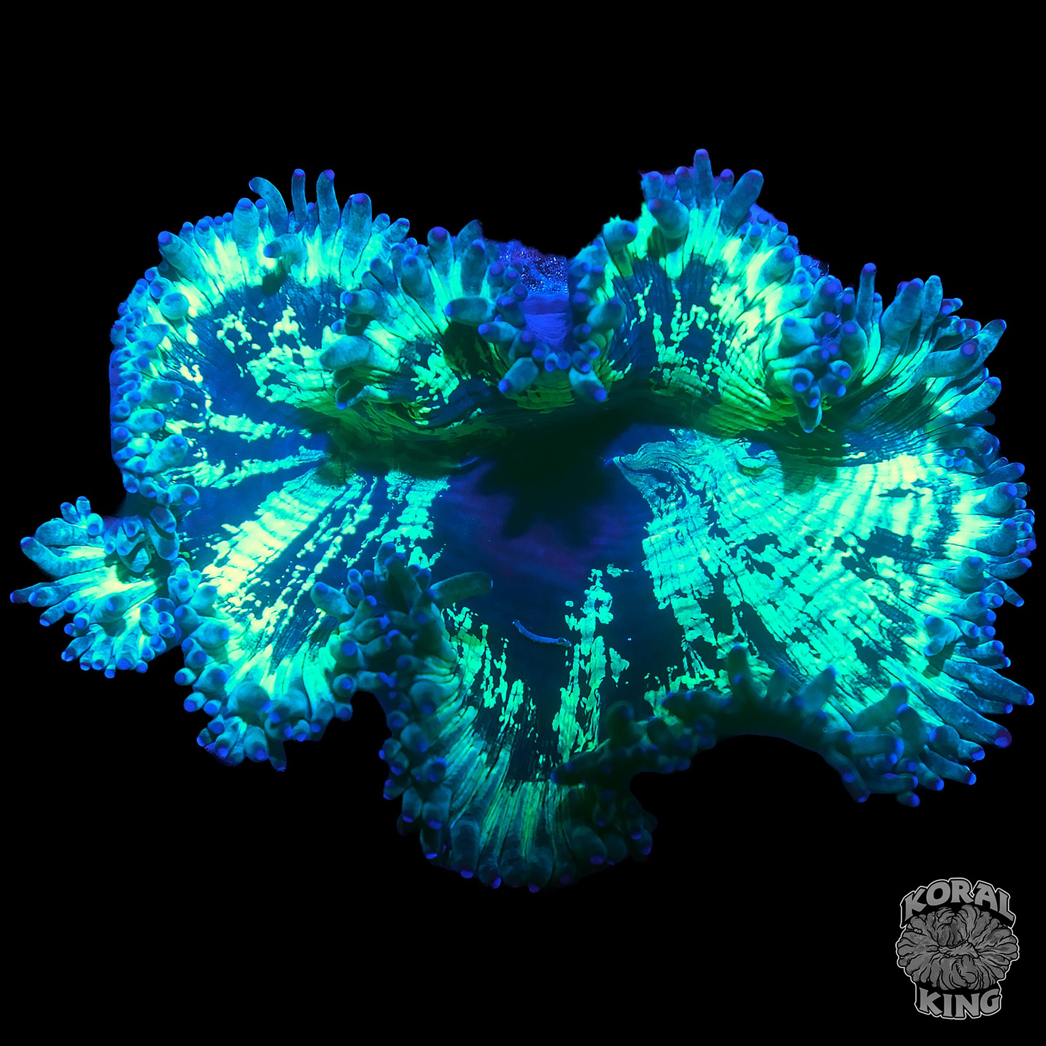 Catalaphyllia jardinei