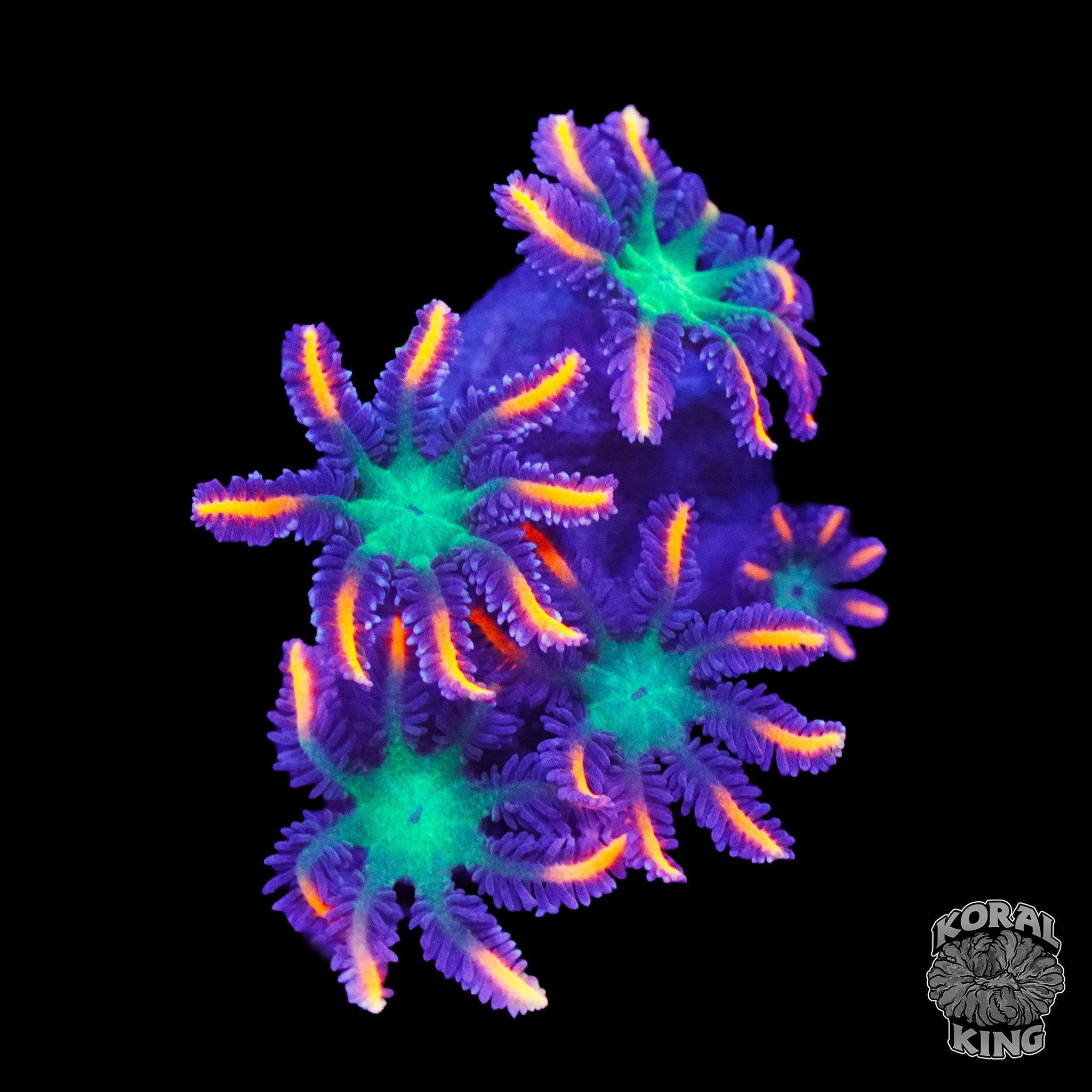 Clavularia viridis