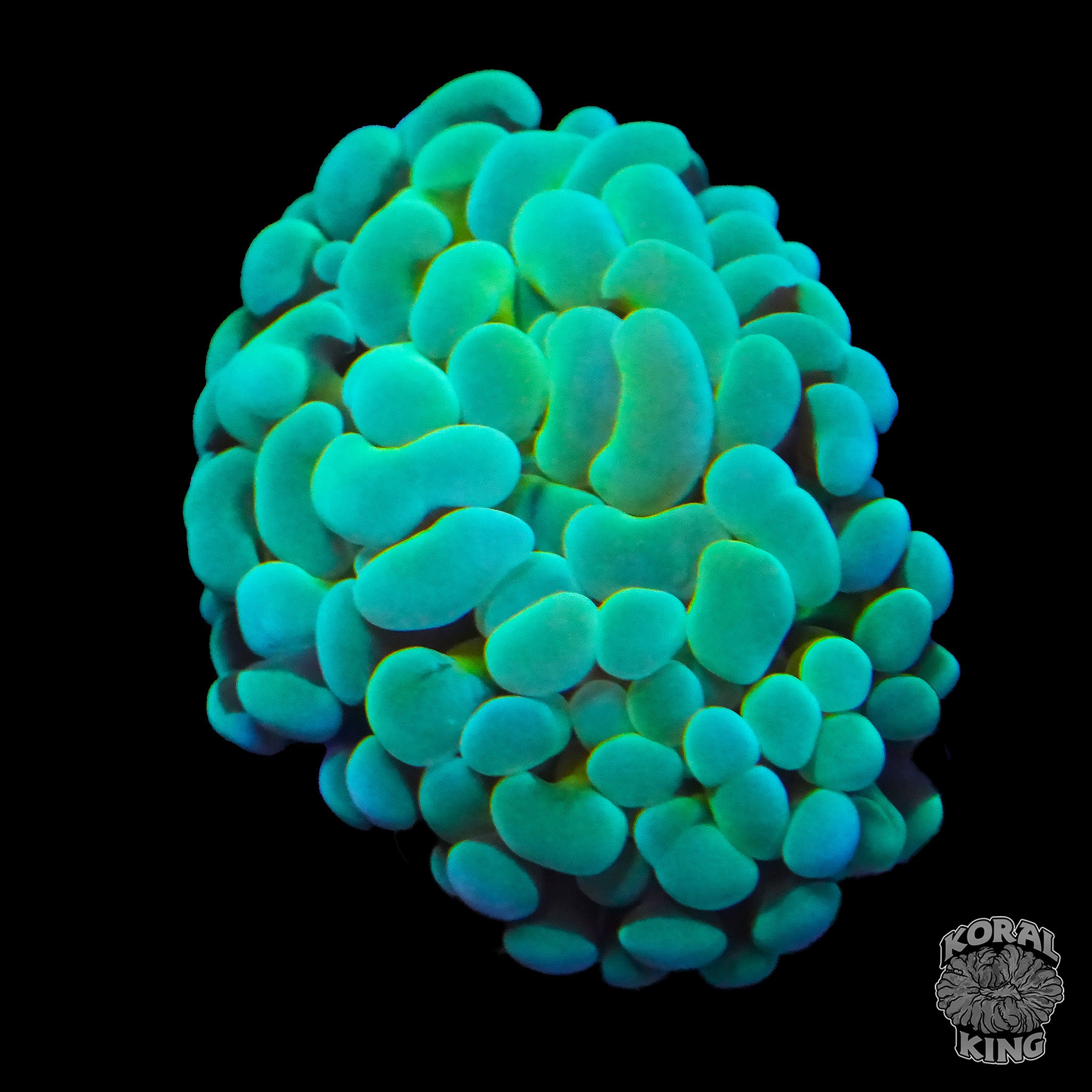Euphyllia