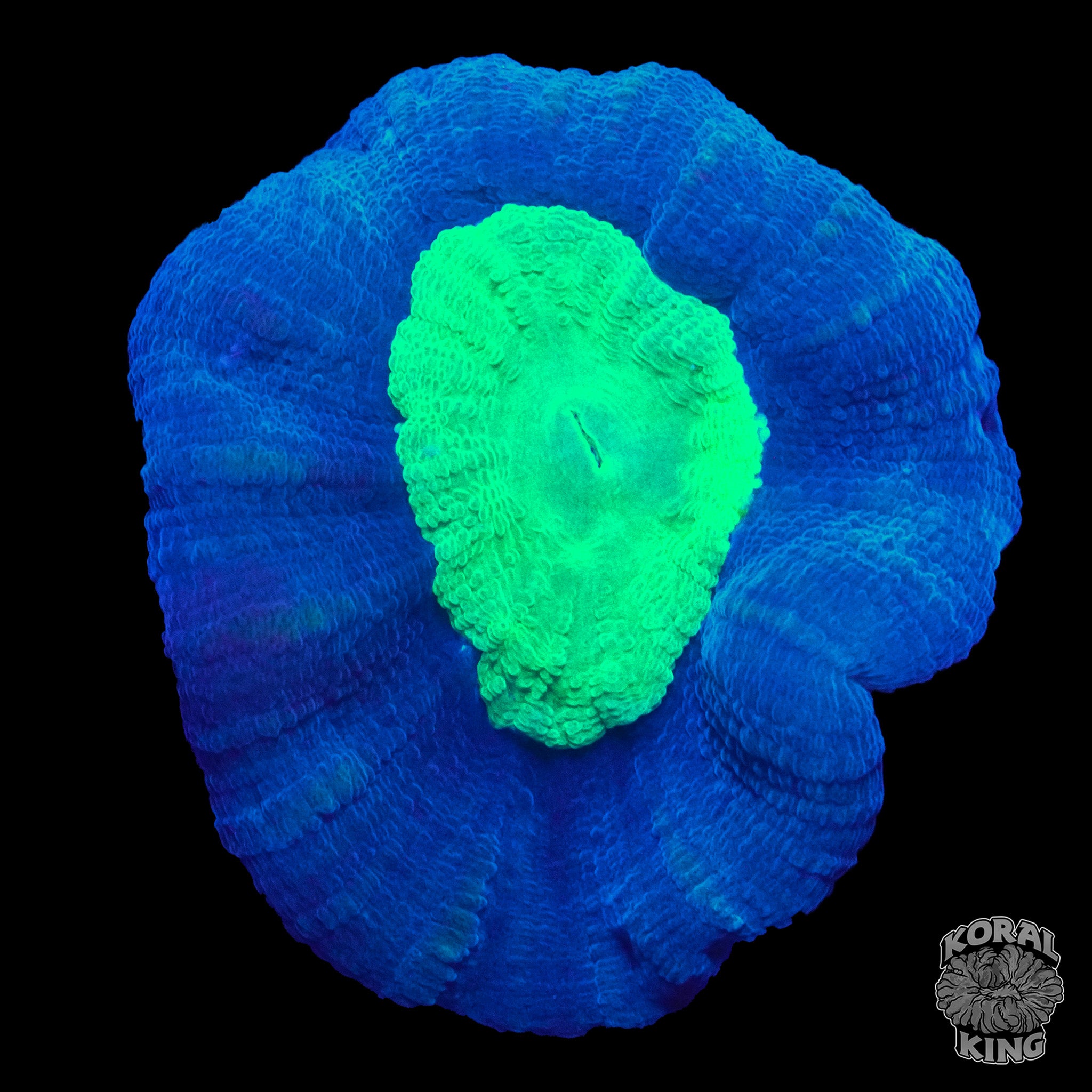 Caulastraea echinulata