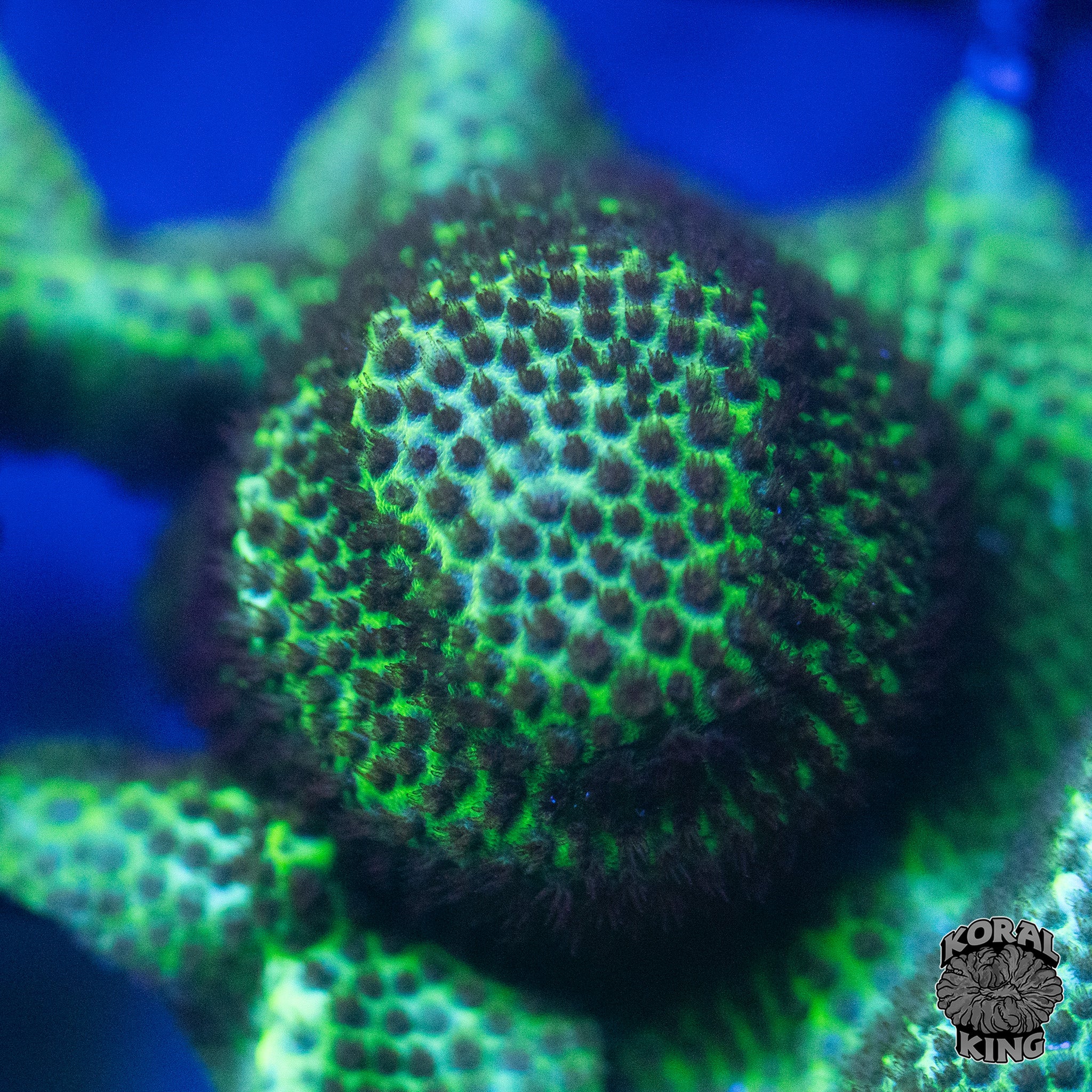 Green Stylocoeniella