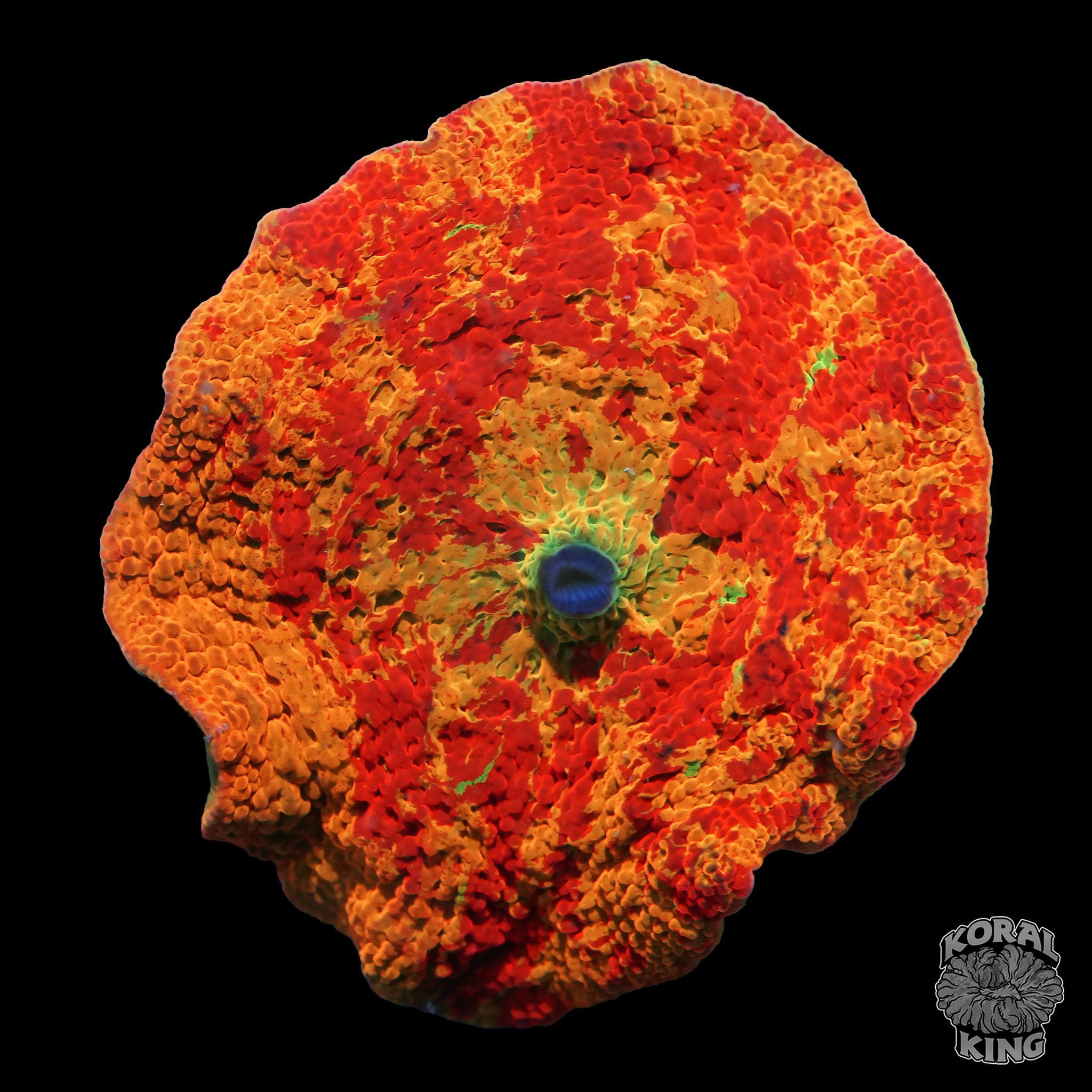 Discosoma sanctithomae