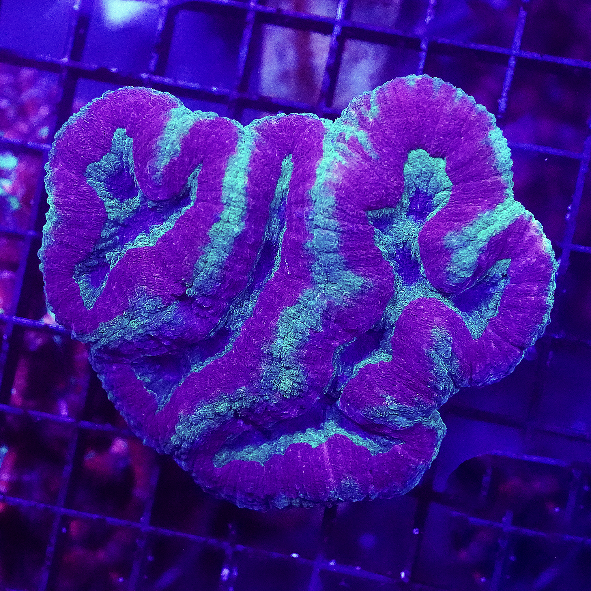 Lobophyllia radians