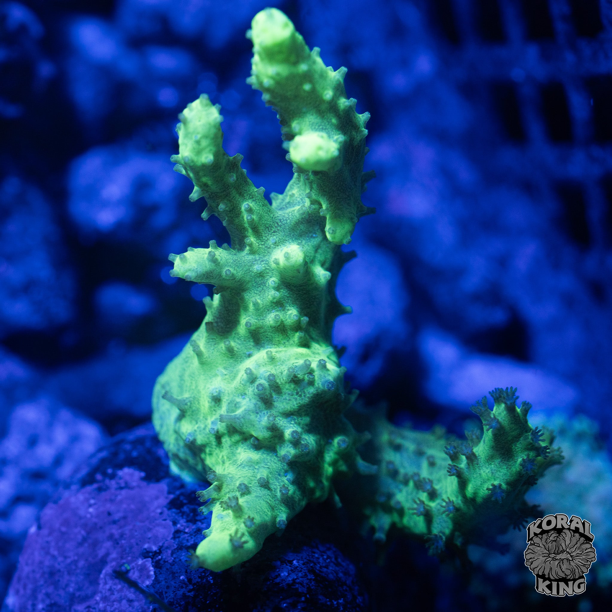 Capnella imbricata