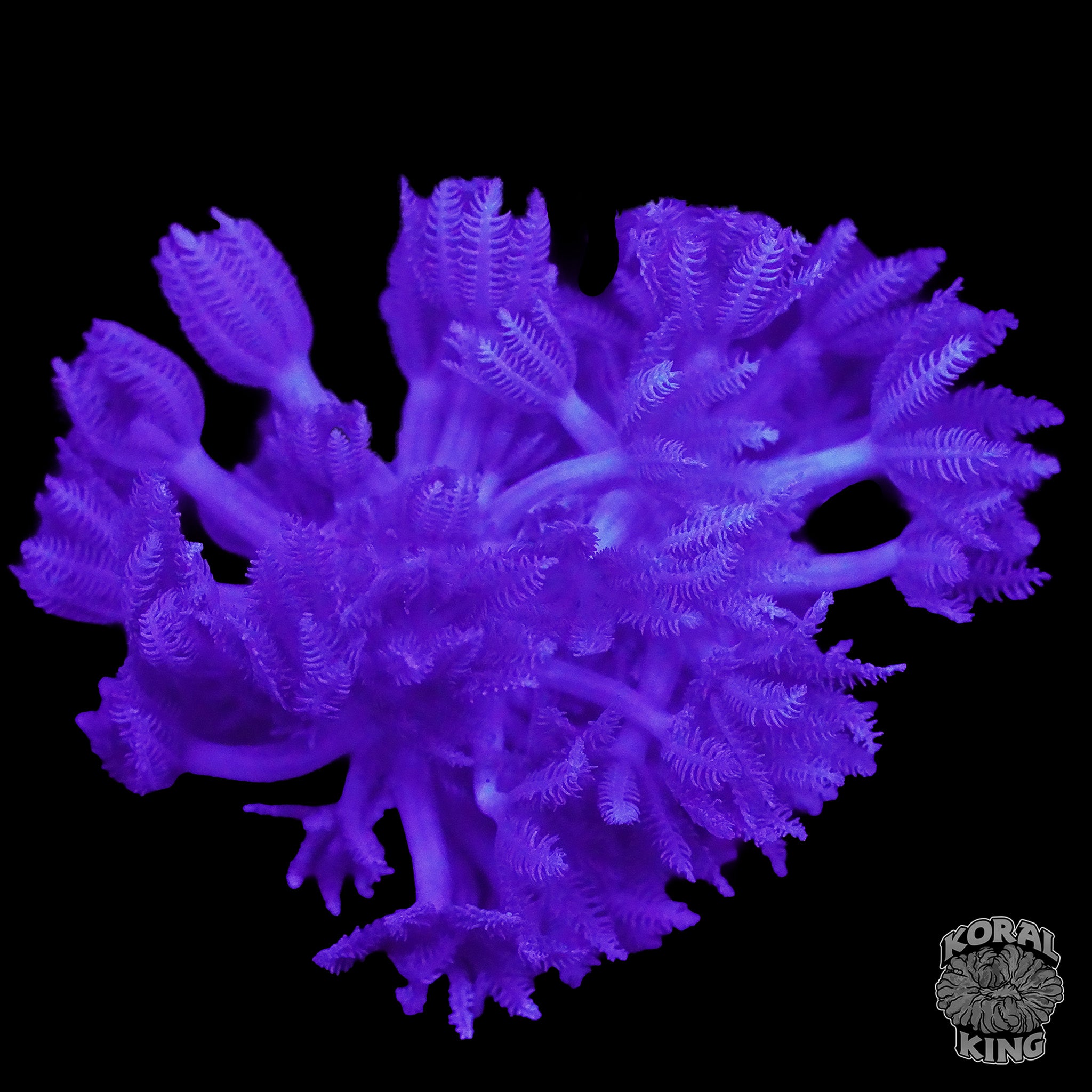 Xenia umbellata