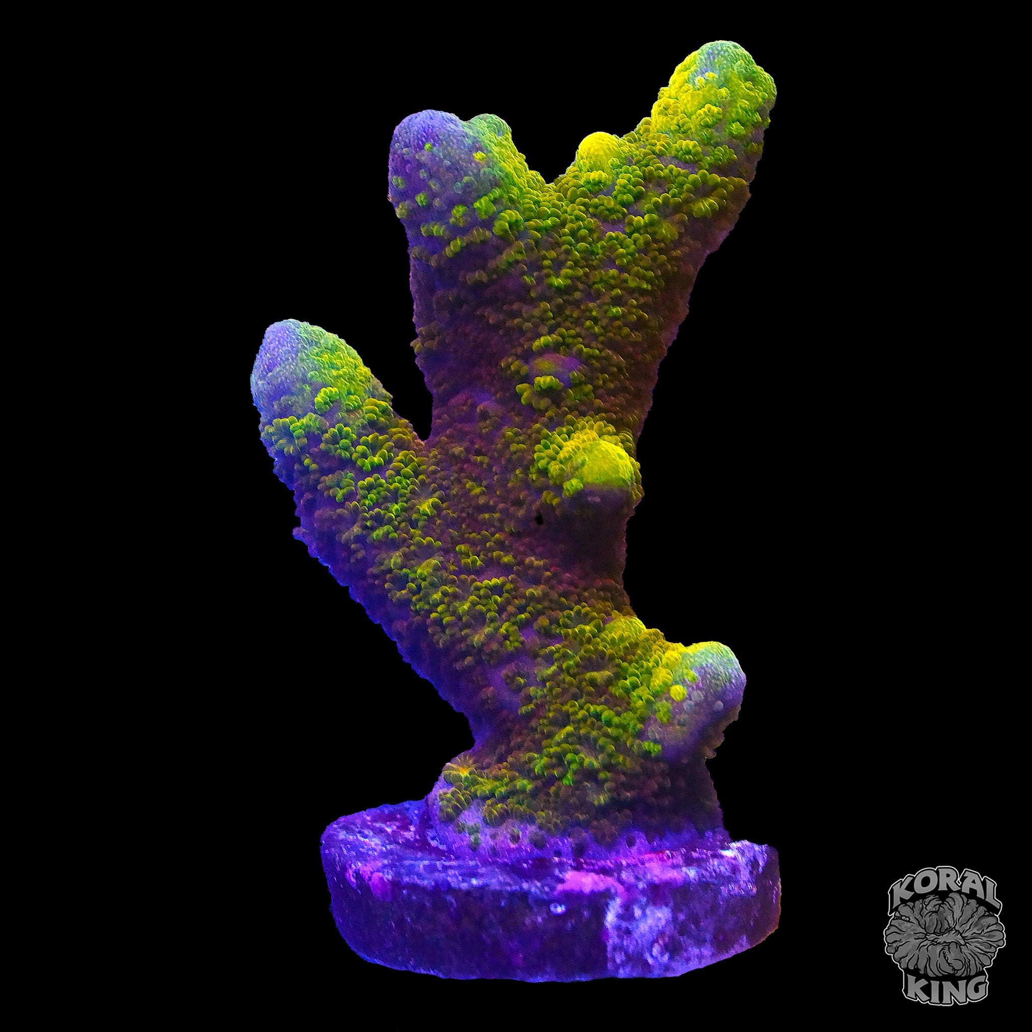 Montipora digitata