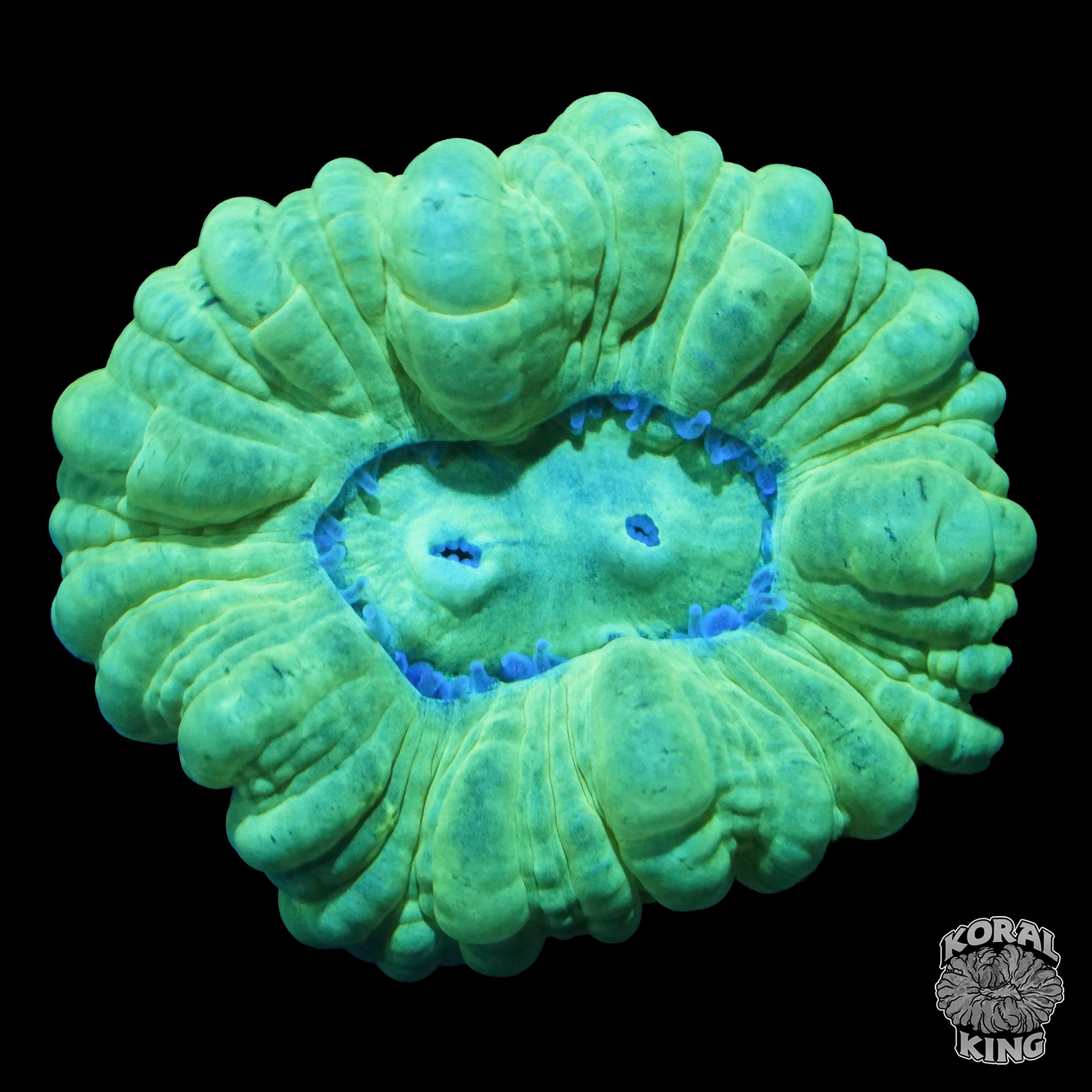 Caulastraea echinulata