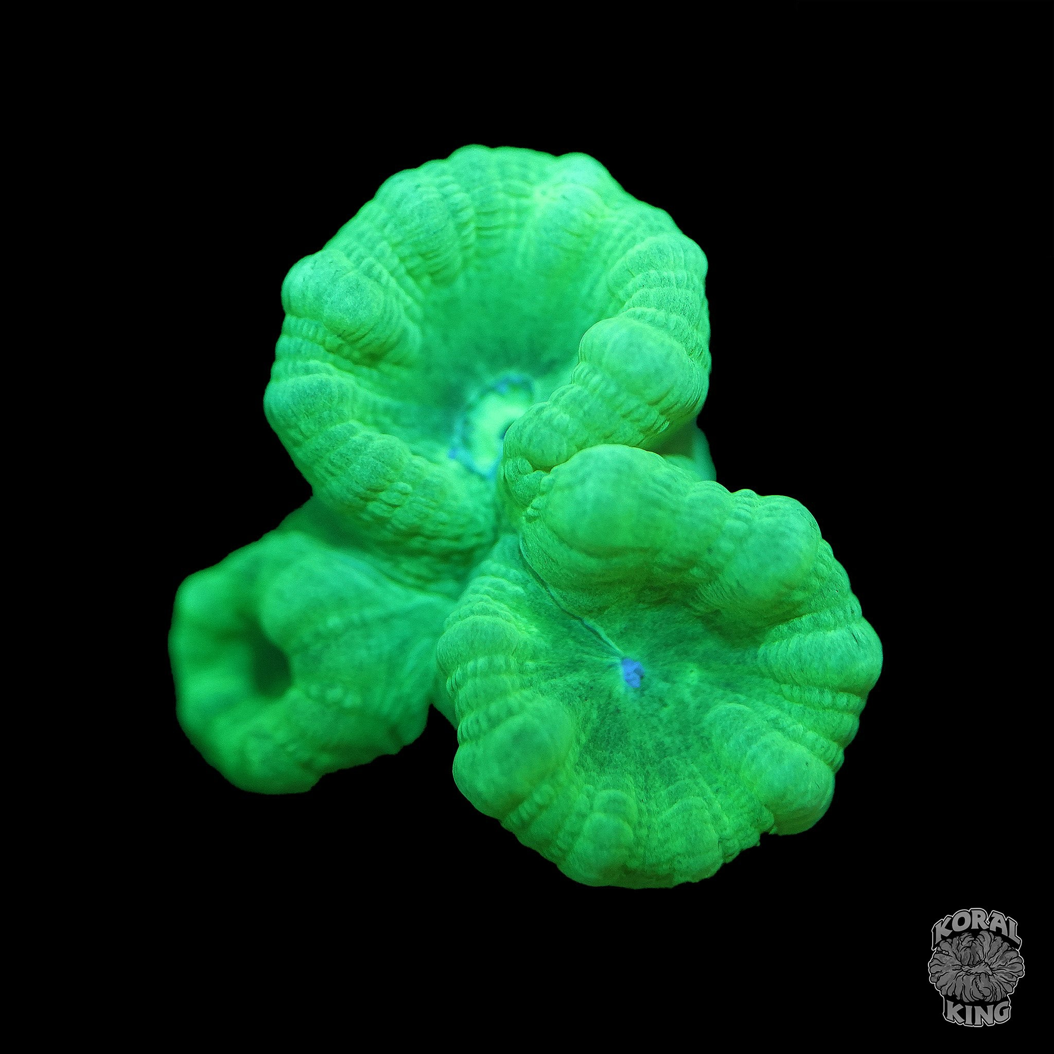 Caulastraea echinulata