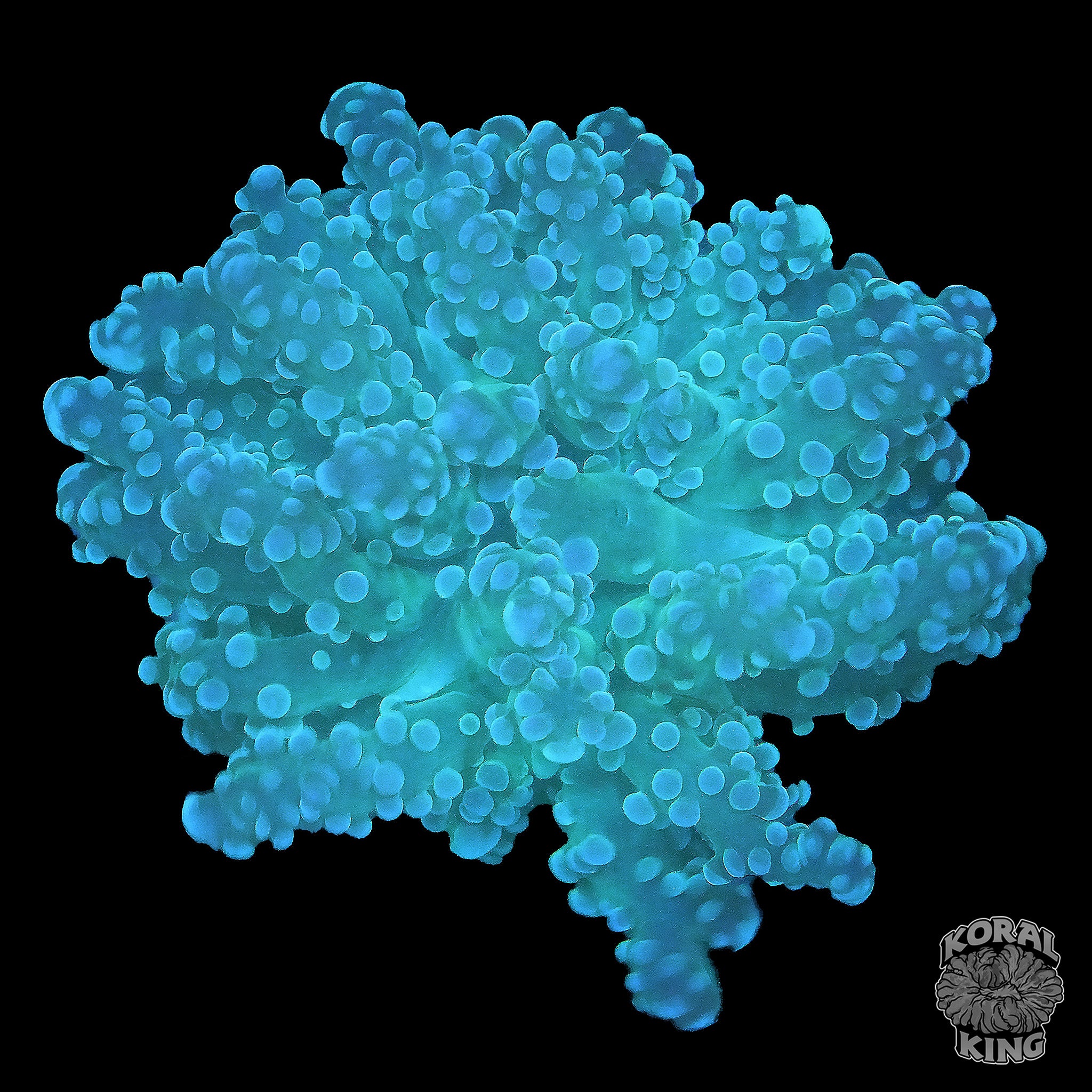 Euphyllia paradivisa
