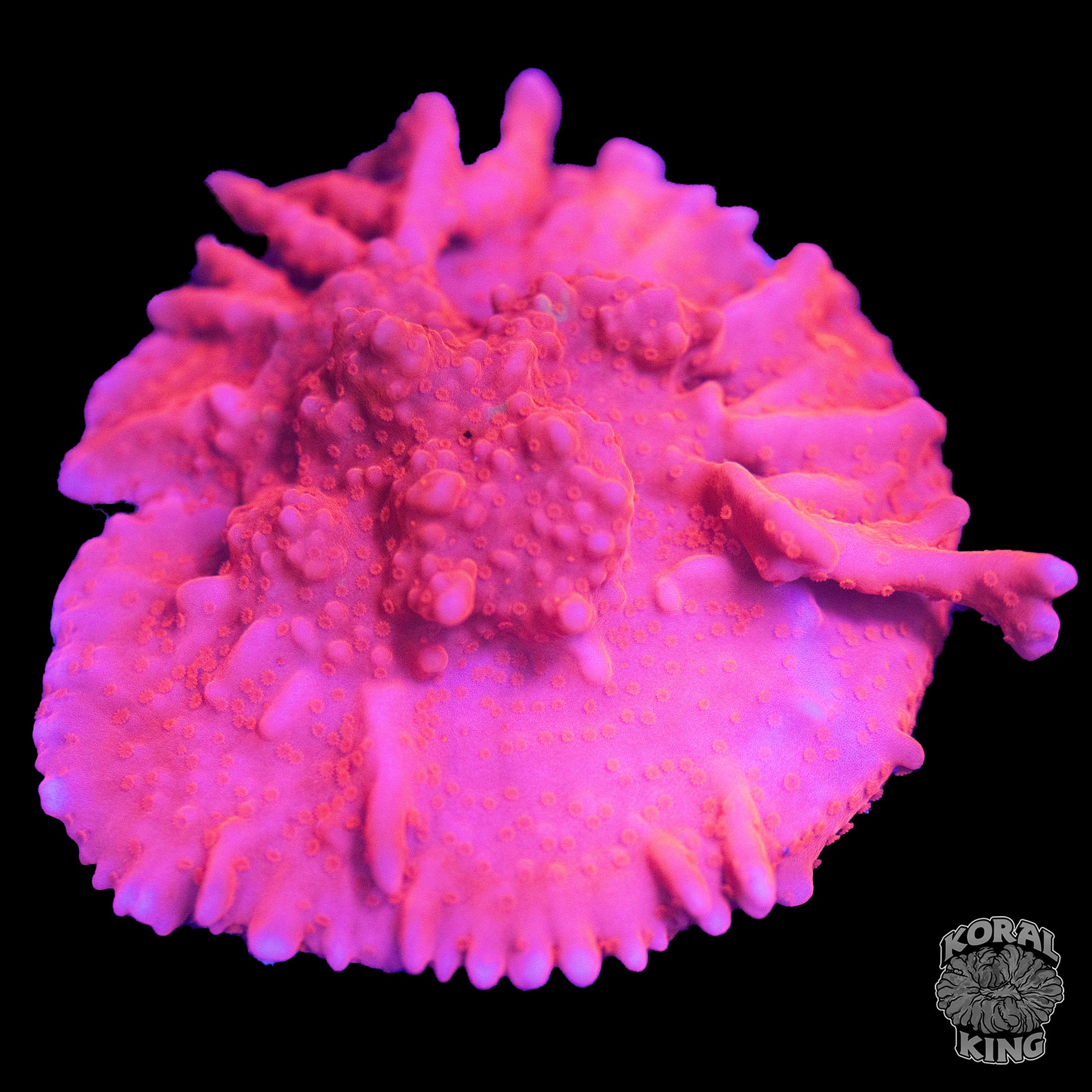 Red Montipora Setosa