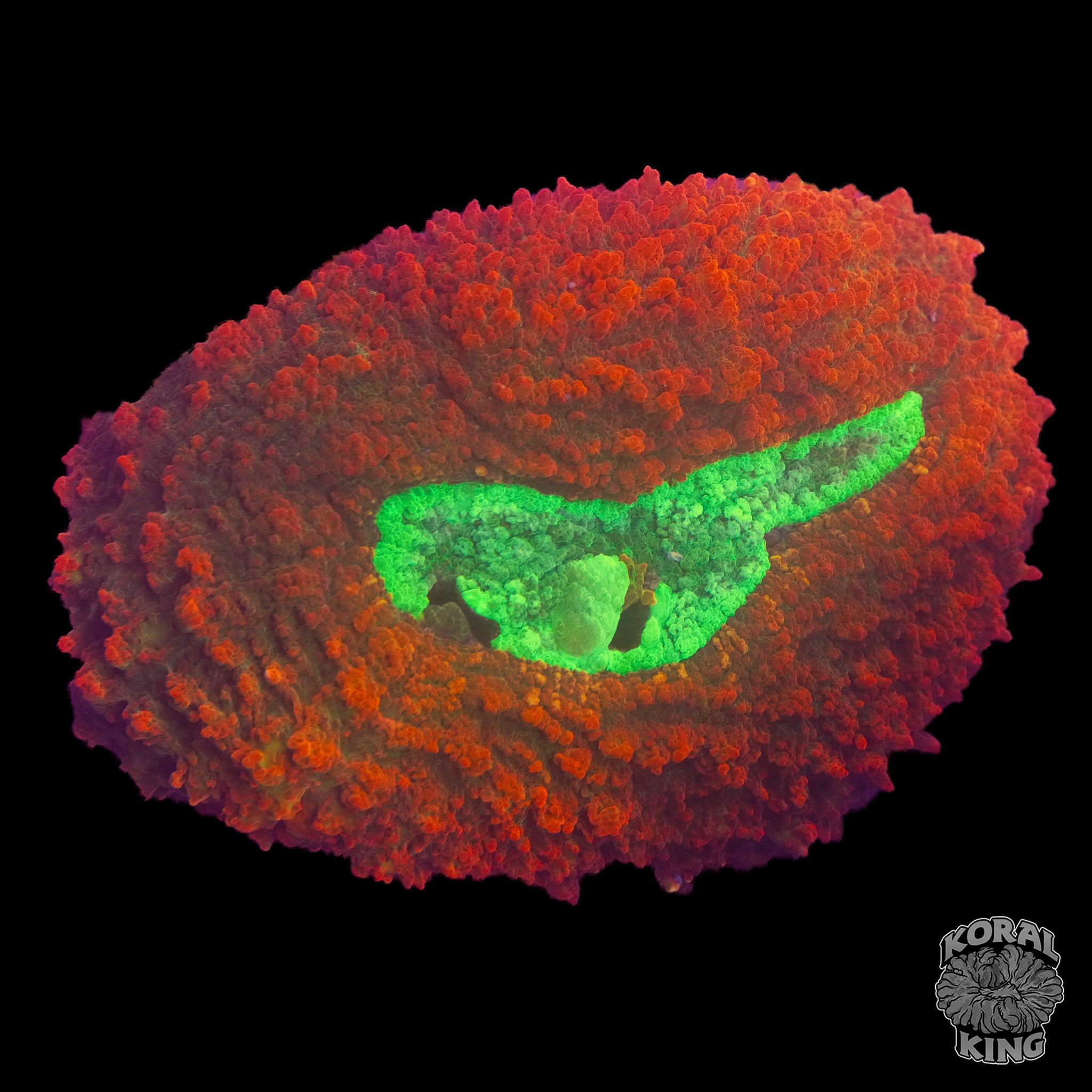 Lobophyllia radians