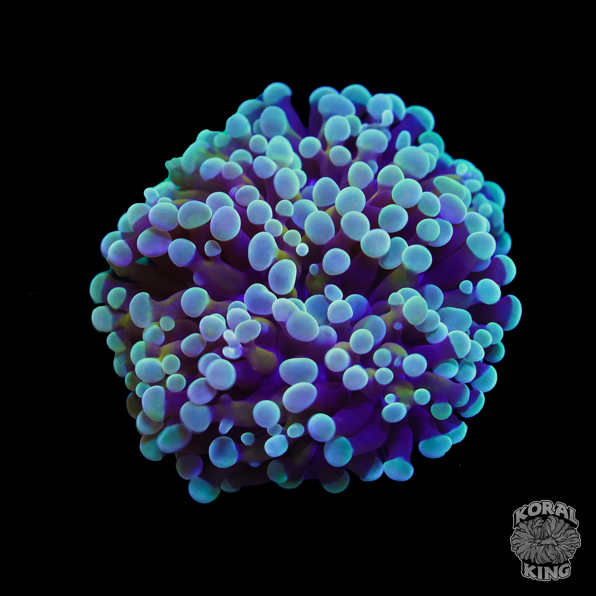 Euphyllia