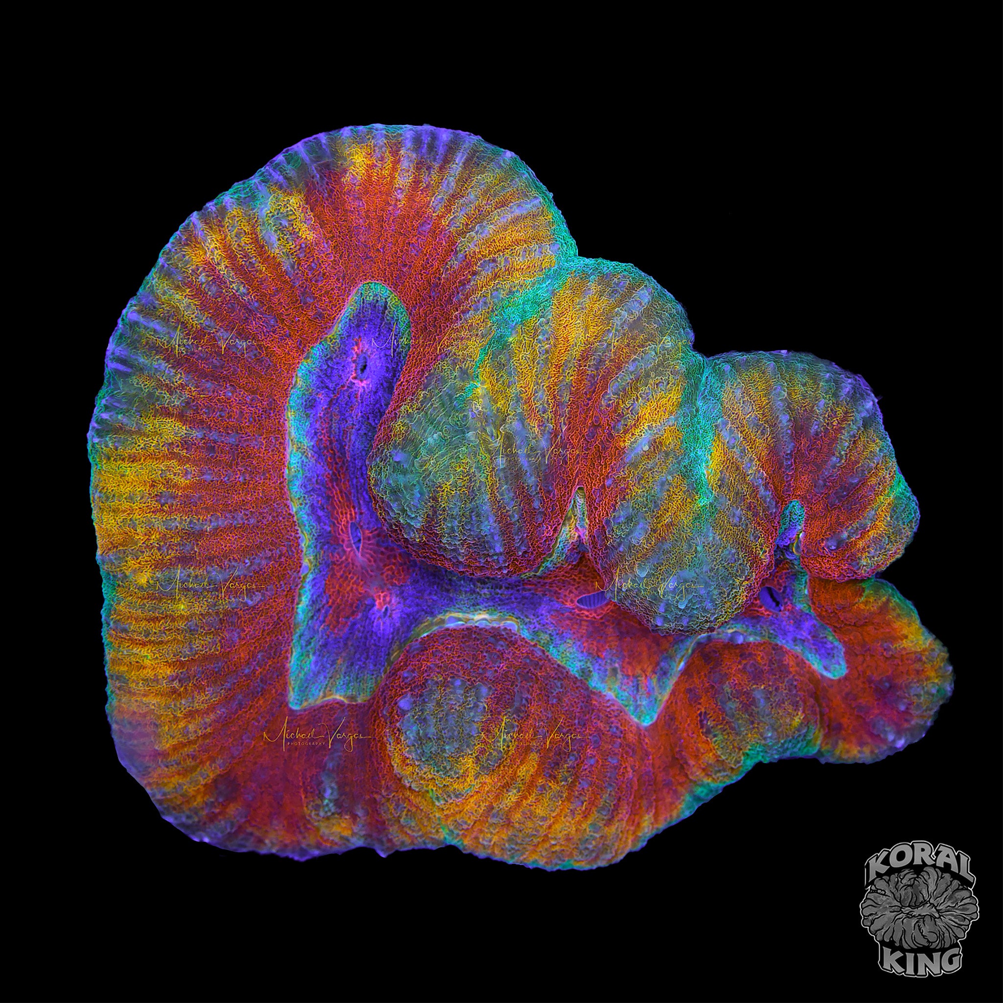Lobophyllia radians