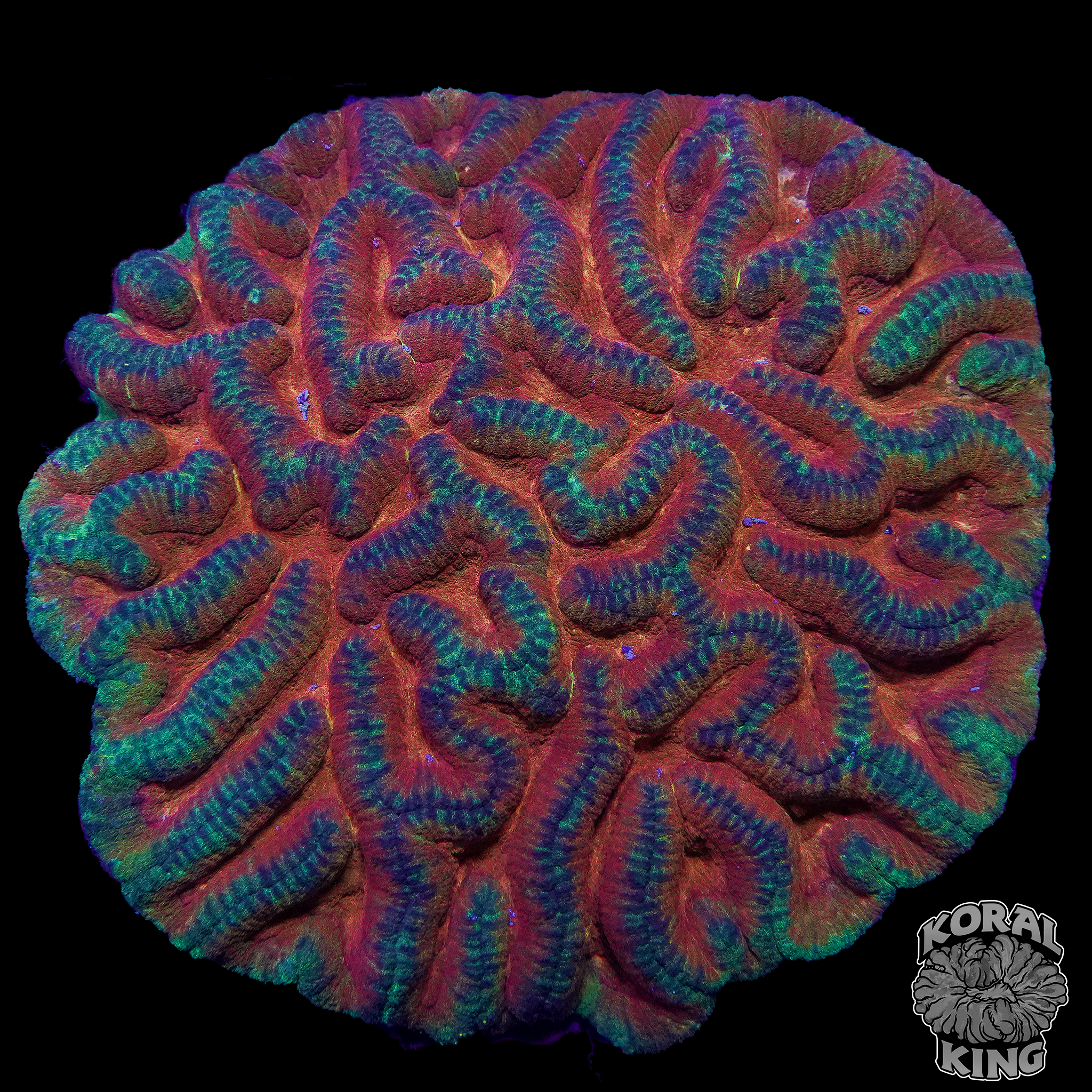 Lobophyllia radians