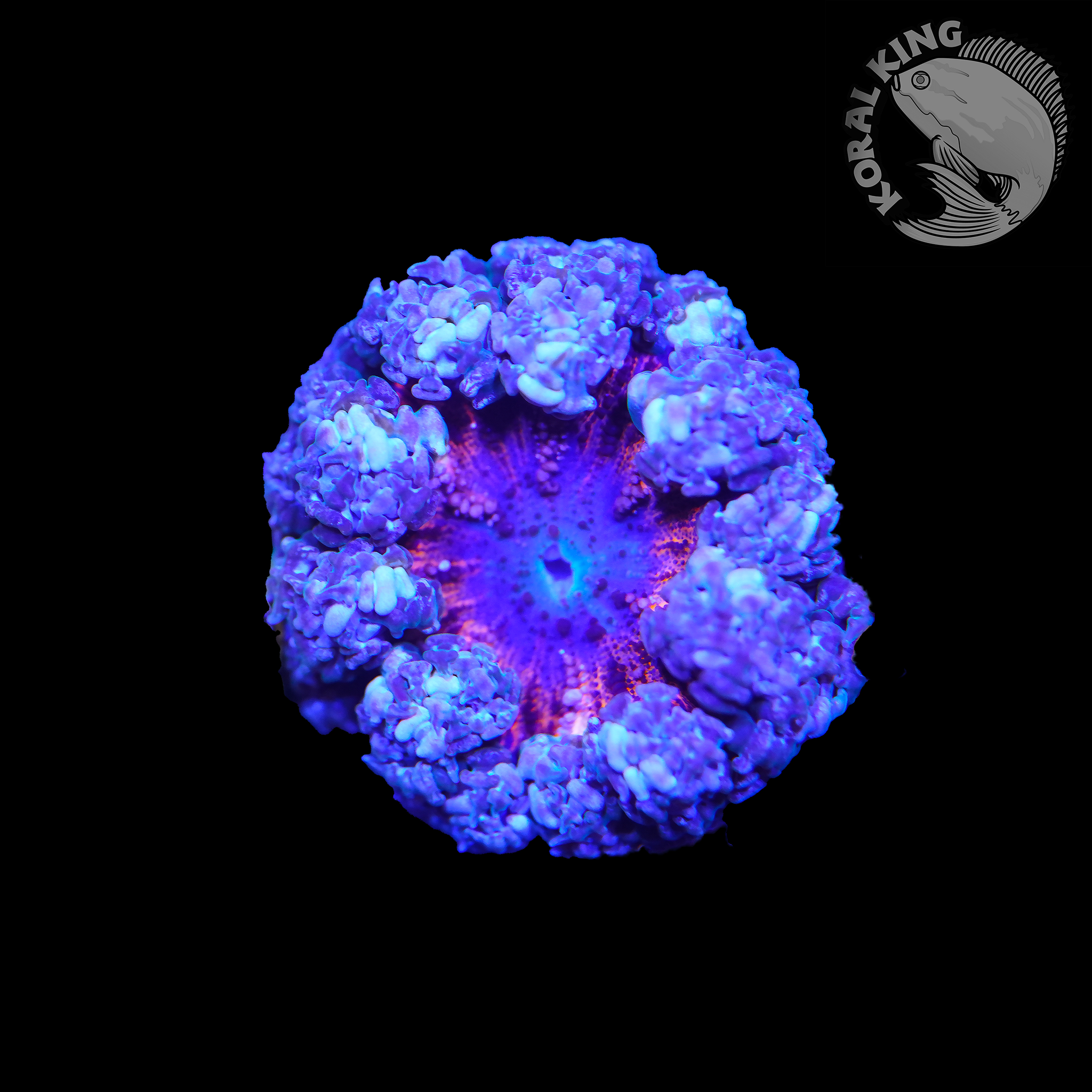Phymanthus crucifer