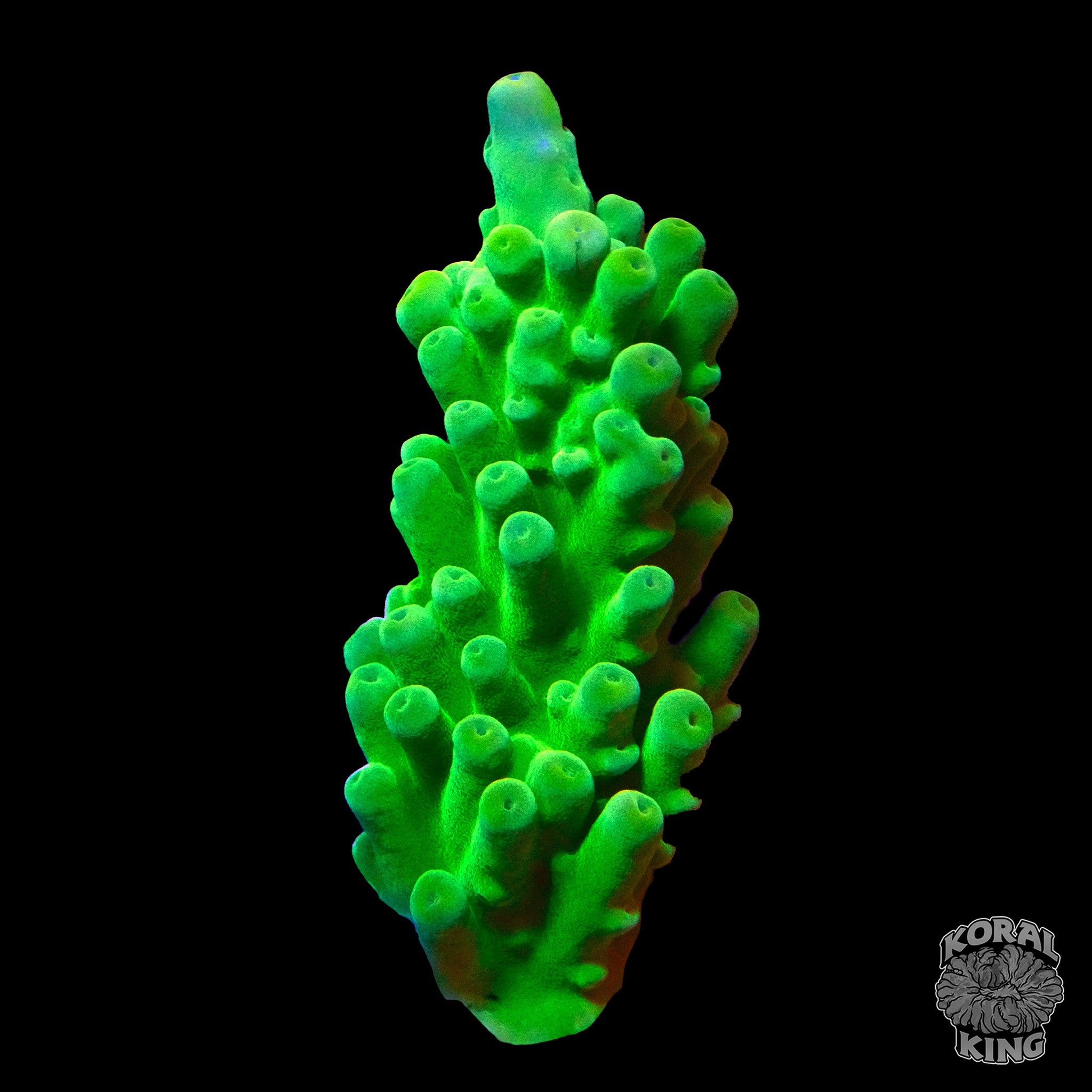 Acropora yongei