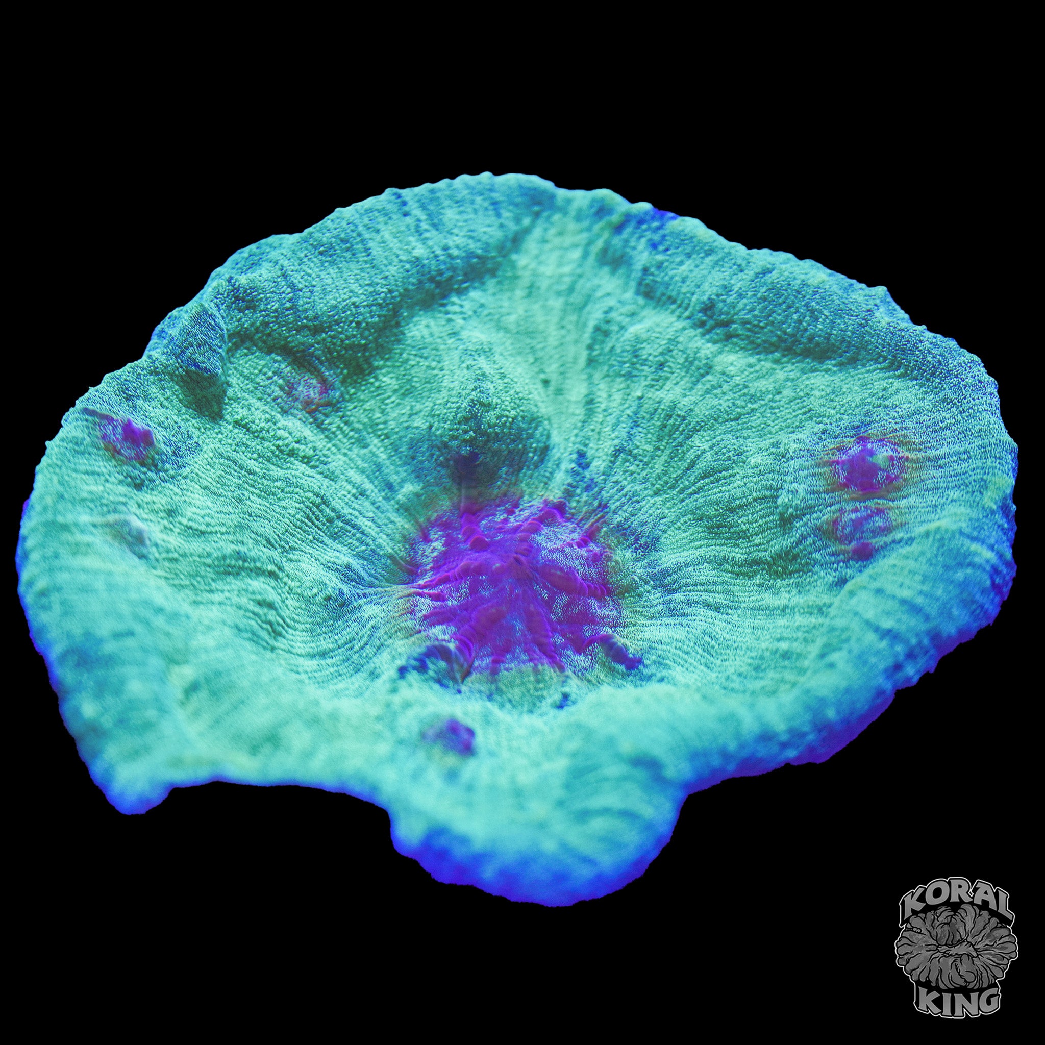 Yoshi's Oxypora Chalice Colony
