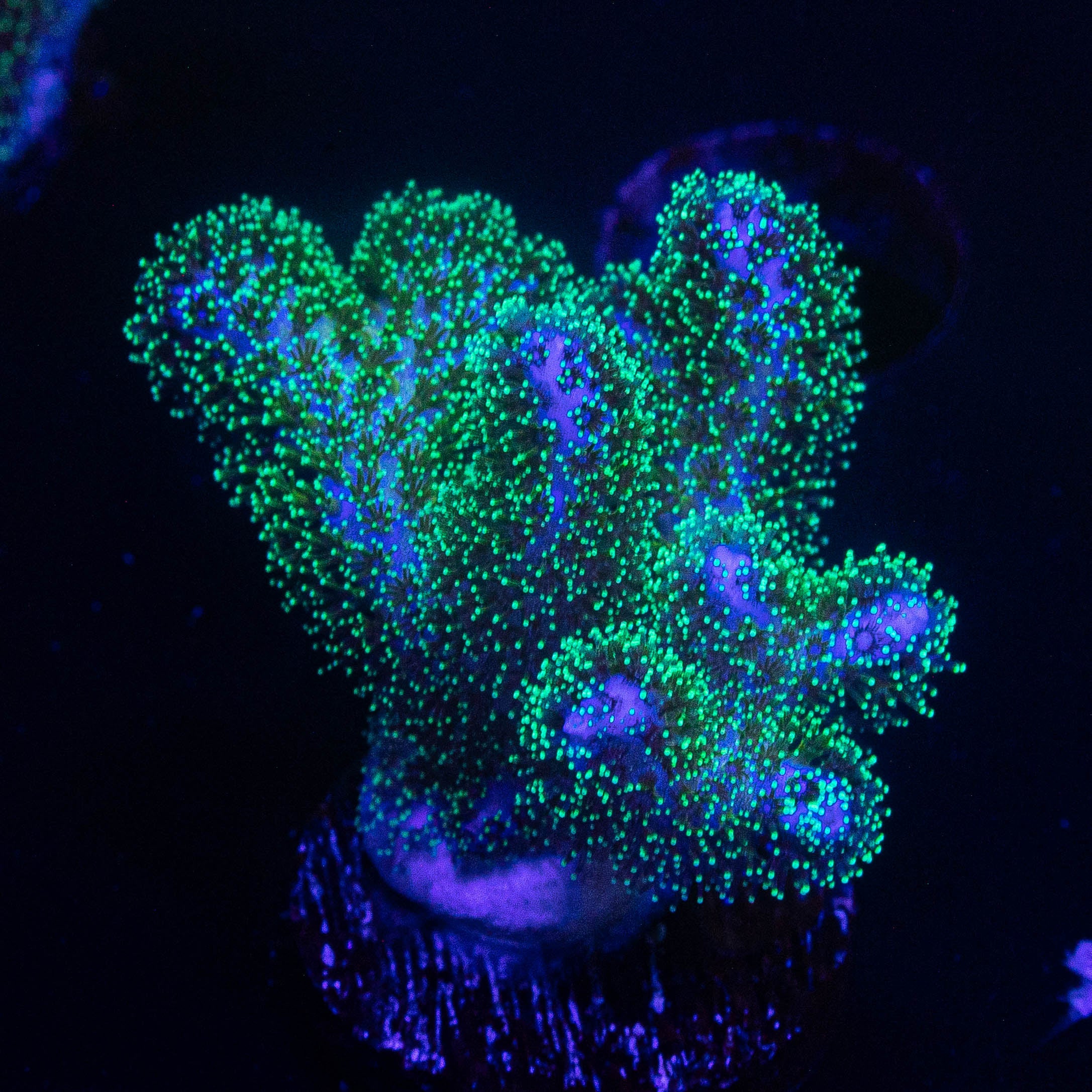 Pocillopora