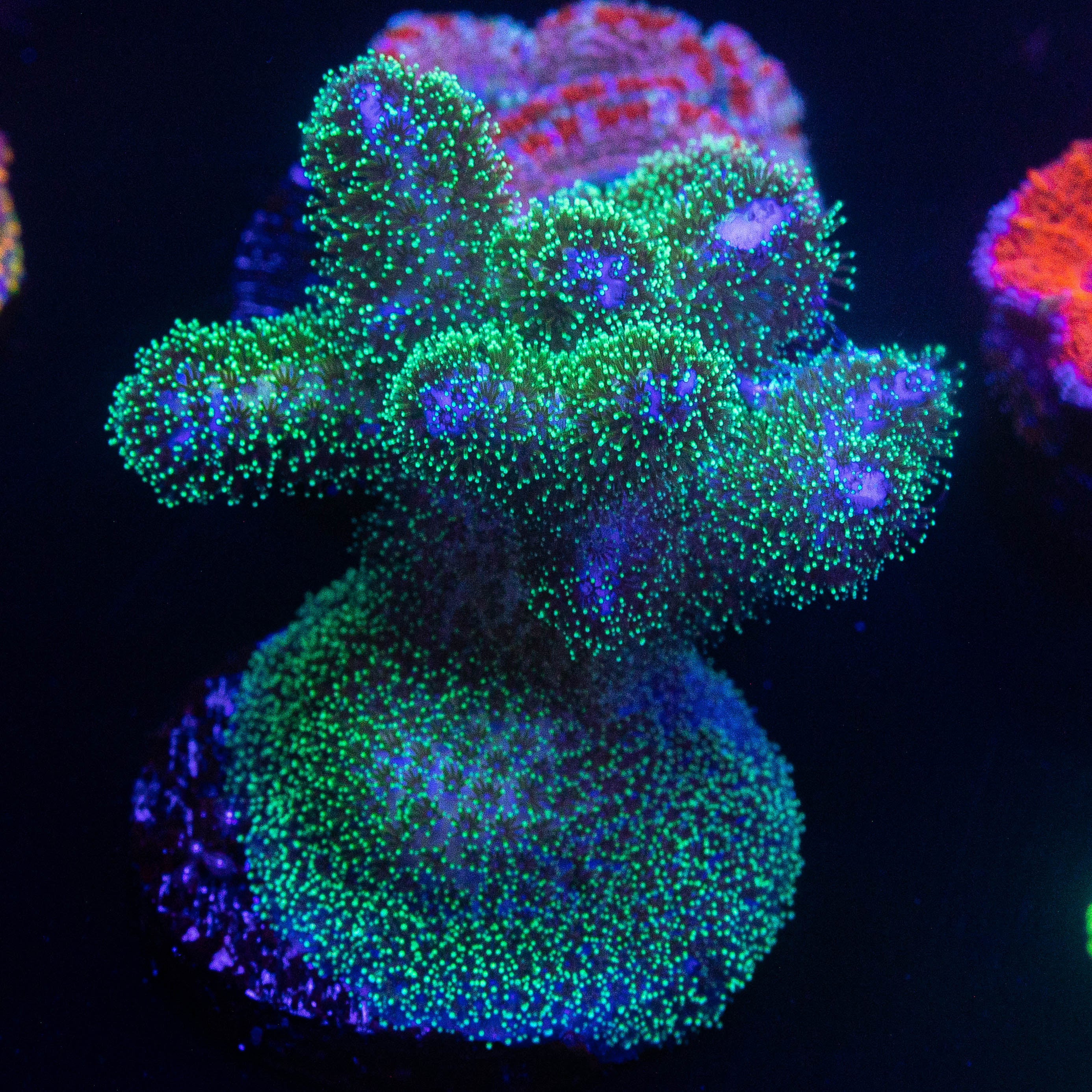 Pocillopora