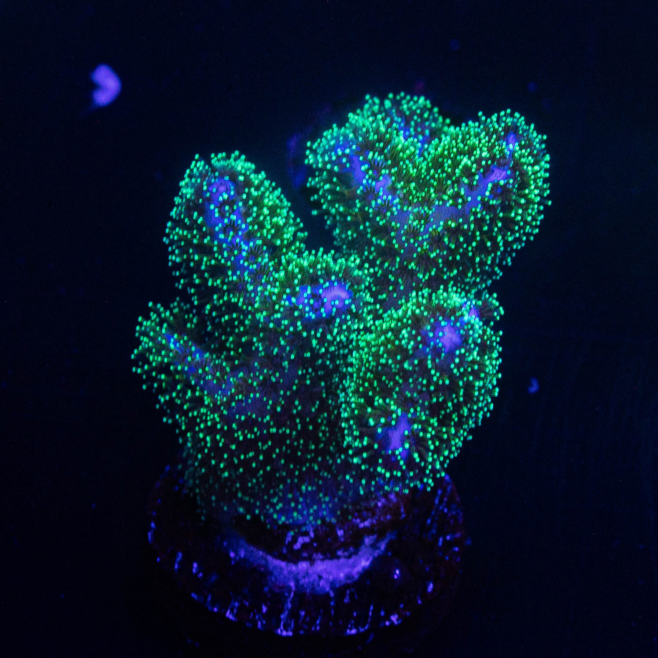 Pocillopora