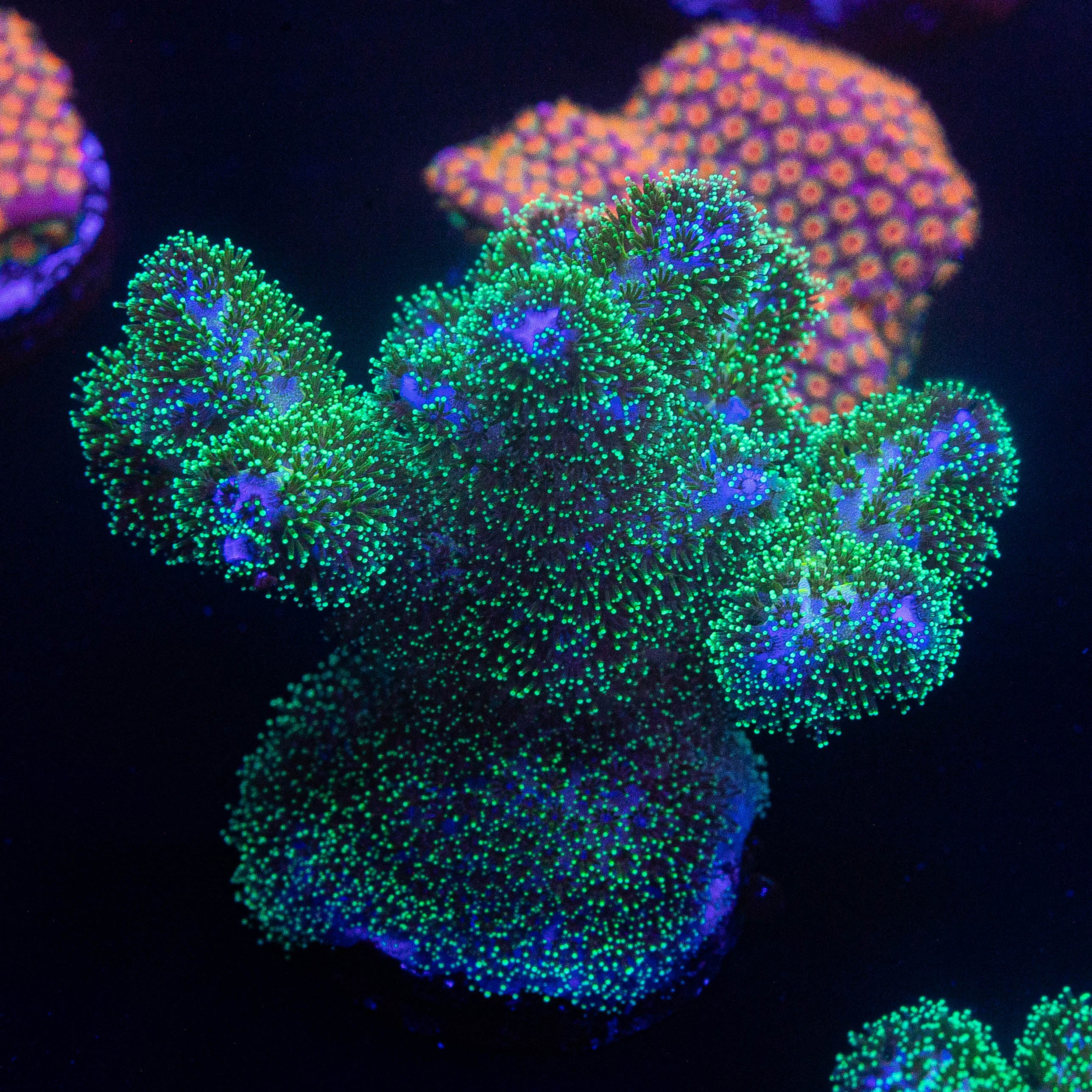 Pocillopora