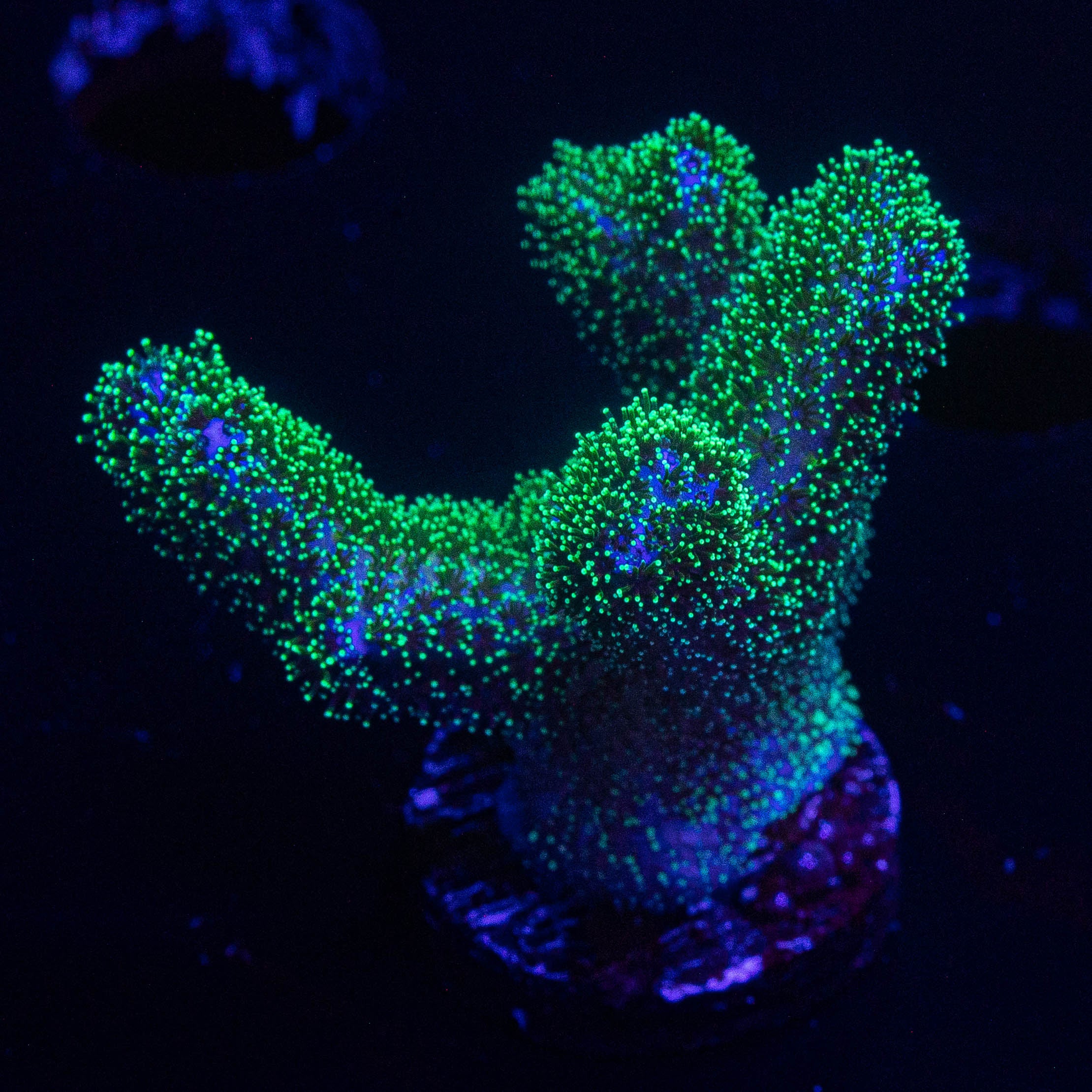 Pocillopora