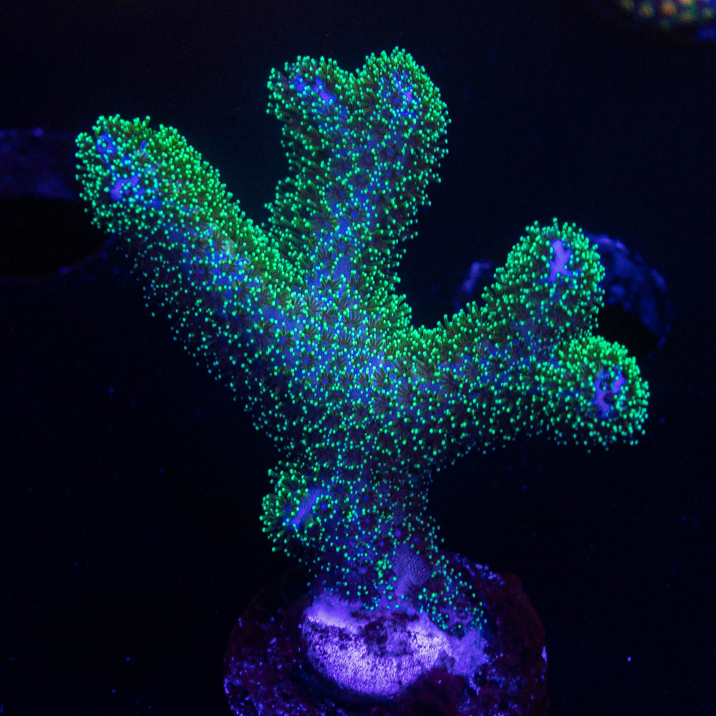 Pocillopora